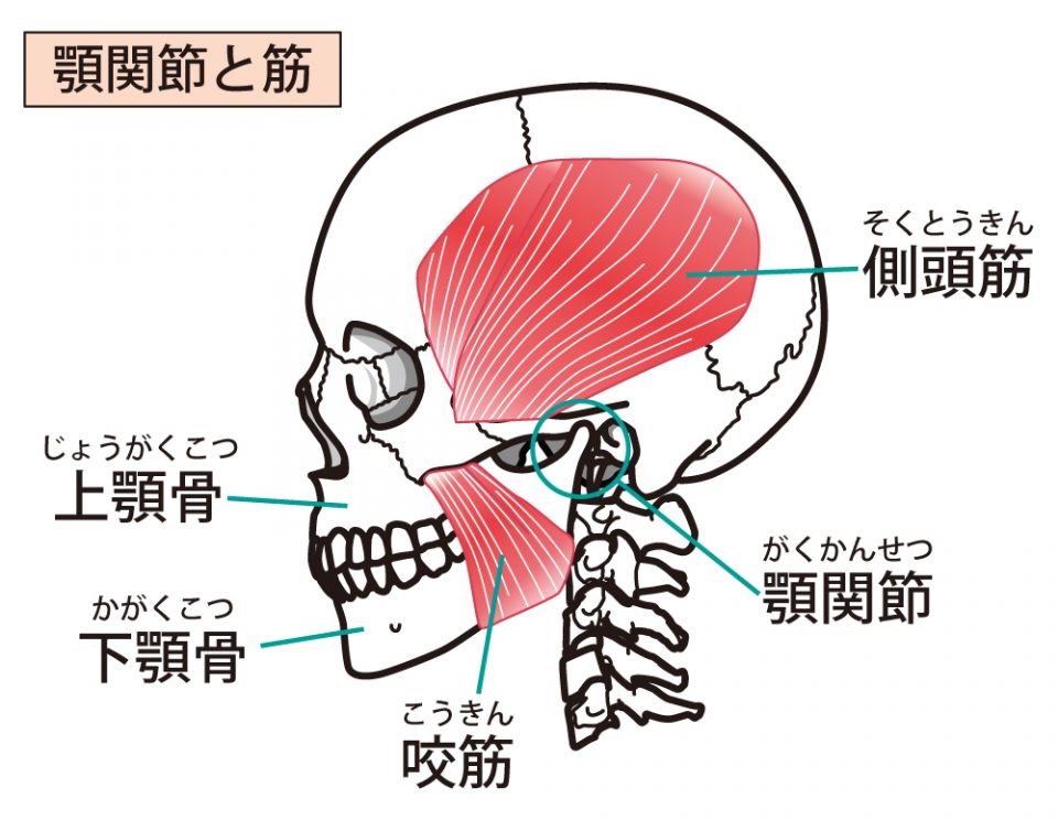 顎関節と関係する筋肉