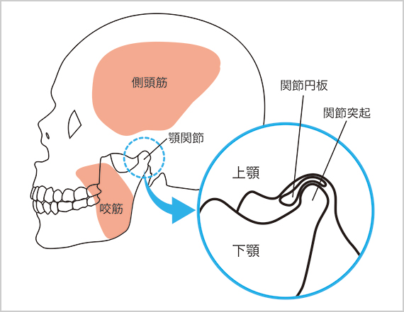 顎関節の図